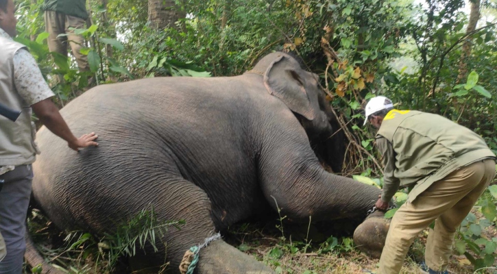 দুজনকে আছড়ে মারার পর তানোরে ধরা পড়ল হাতিটি 